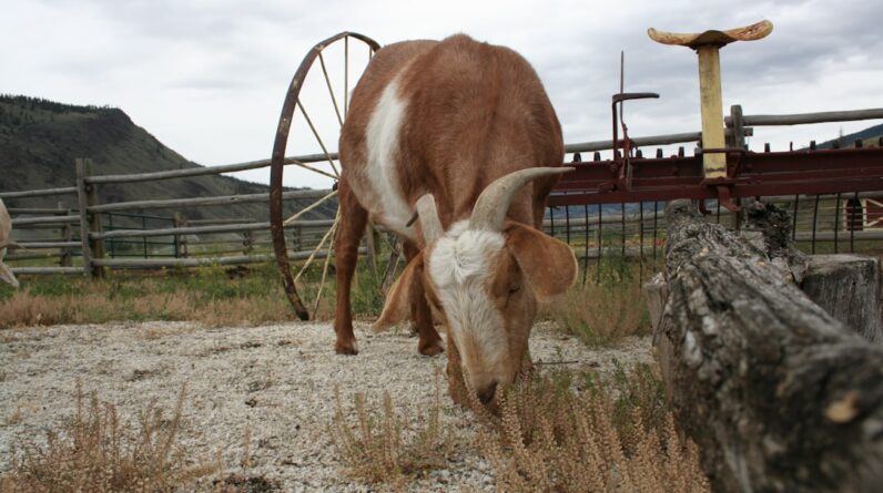 Photo Medical Spa Morrison Ranch Gilbert Az
